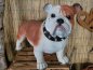 Preview: Engl. Bulldogge, stehend